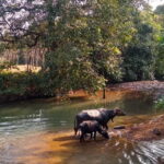 Goan Village Life Tour - Final Thoughts