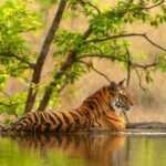 Golden Triangle Tour With Ranthambore - A Detailed Look at What’s Included and What to Expect