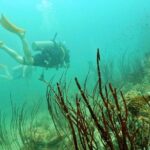 [GROUP] SCUBA DIVING for Certified Divers in Phu Quoc Island - Exploring the Dive Experience in Detail