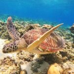 Group Snorkeling Tour Gili Islands Including GoPro Documentation - An In-Depth Look at the Gili Islands Snorkeling Tour
