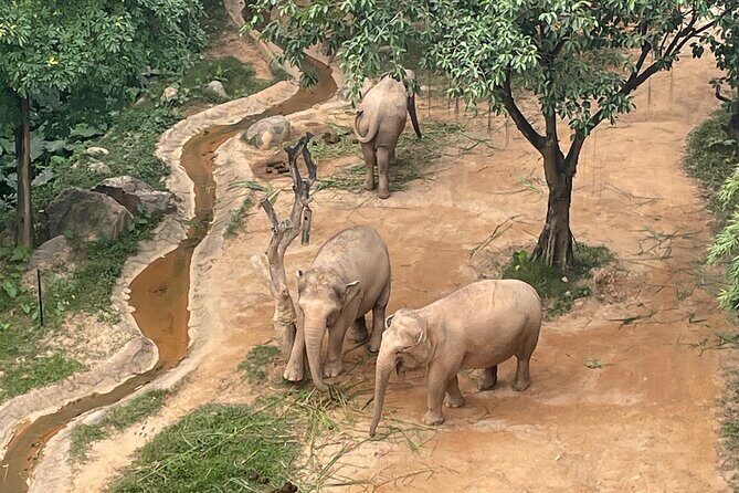 Guangzhou Private Safari Tour with Ride - Who Should Consider This Tour?