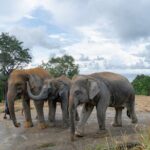 Guide Tour to Patong Hilltribe Ethical Elephant Village - In-Depth Look at the Experience