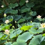 Guided Walking Tour in Kyoto - Practical Considerations