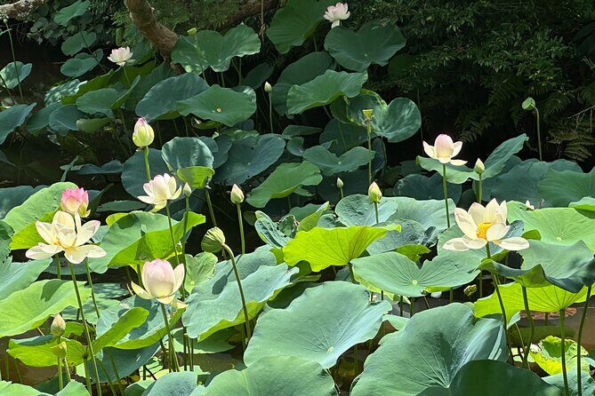 Guided Walking Tour in Kyoto - Practical Considerations