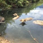 HAI VAN PASS JEEP TOUR - Top Gear Explore by JEEP - Pricing and Value