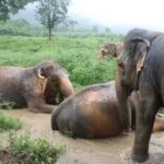 Half Day Elephant Home Sanctuary in Samui - Who Should Book This Tour?