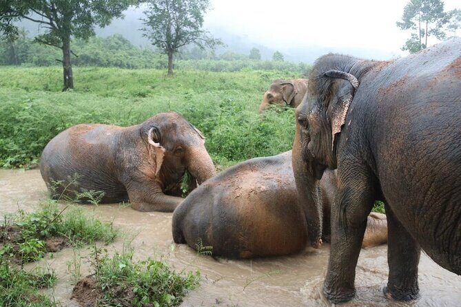 Half Day Elephant Home Sanctuary in Samui - Who Should Book This Tour?