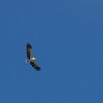 Half-Day Geopark Cruise from Langkawi - What We Like About the Tour