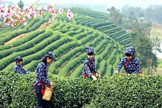 Half-Day Hangzhou Private Tour with Green Tea Village and Lingyin Temple - Final Thoughts: Is This Tour Right for You?