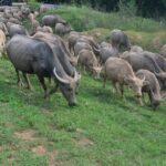 Half Day Hanoi Countryside Jeep tour: History + Culture + Daily Life - Why This Tour Is Worth It