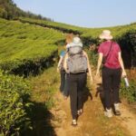 Half Day Hiking in Munnar Trekking Tour - An In-Depth Look at the Munnar Trekking Experience
