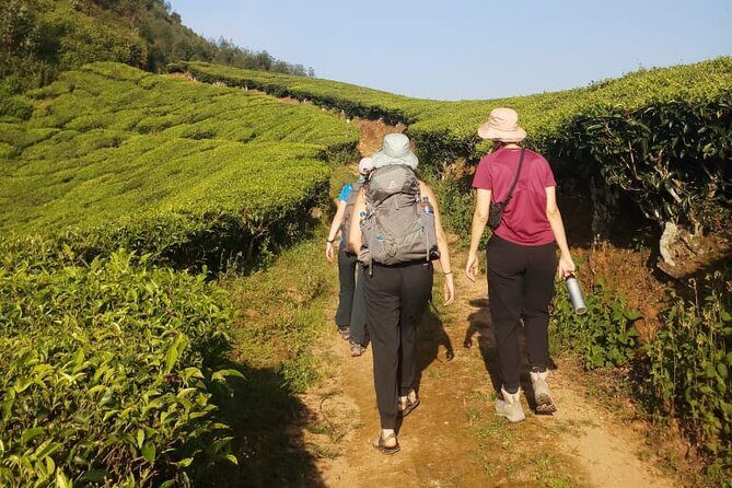 Half Day Hiking in Munnar Trekking Tour - An In-Depth Look at the Munnar Trekking Experience