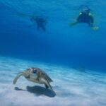 Half-day kayak tour on the Kerama Islands and Zamami Island - The Itinerary in Detail: What Makes This Tour Stand Out