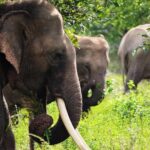 Half-Day Kumana National Park Private Safari with Pickup - Final Thoughts