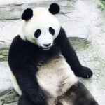 Half Day Private Chengdu Panda Center Layover Tour - Who Should Consider This Tour?