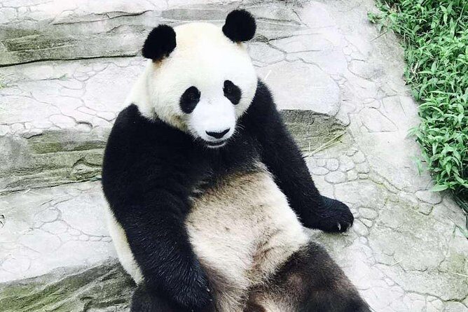 Half Day Private Chengdu Panda Center Layover Tour - Who Should Consider This Tour?
