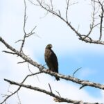 Half Day Safari at Bundala National Park - The Park Environment and Landscape