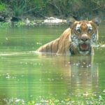 Half Day Sharing Jeep Safari in Chitwan National Park - What Makes This Tour Stand Out