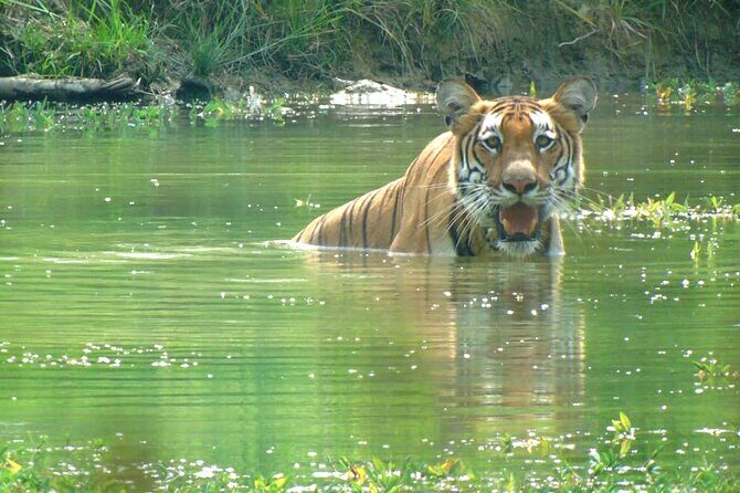 Half Day Sharing Jeep Safari in Chitwan National Park - What Makes This Tour Stand Out