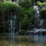 Half Day Walking Tour in Yakusugi Land - Itinerary Breakdown: What Youll Experience