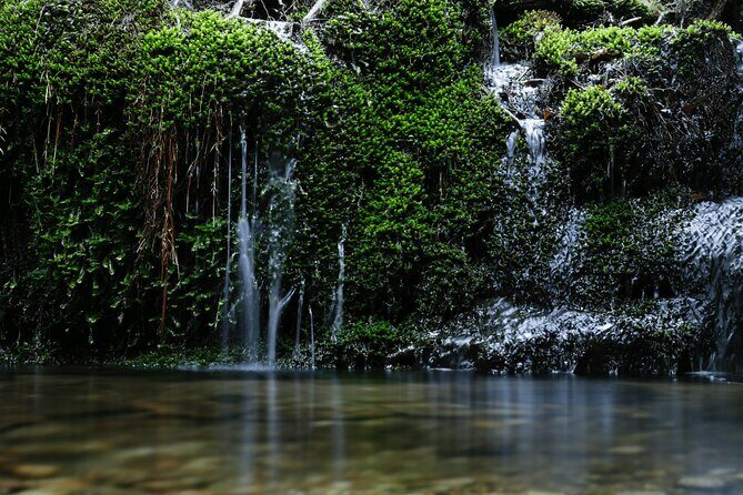 Half Day Walking Tour in Yakusugi Land - Itinerary Breakdown: What Youll Experience