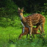 HalfDay Jeep Safari in Minneriya National Park - Exploring the Minneriya National Park Safari Experience