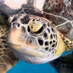 Hambantota Port: Galle Fort ,River Safari & Sea Turtle Visit - Exploring Galle from Hambantota: A Deep Dive