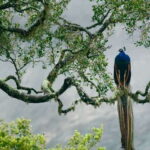 Hambantota Port: Udawalawe Safari Tour & Transit Home Visit - Who Will Love This Tour?