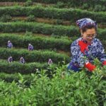 Hangzhou West Lake and Tea Plantation Half Day Tour - A Closer Look at the Experience