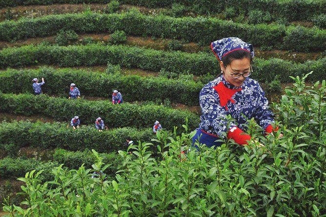 Hangzhou West Lake and Tea Plantation Half Day Tour - A Closer Look at the Experience