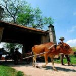 Hanoi: Duong Lam Historical Village Private Day Tour - The Food Experience: A Highlight
