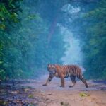 Heritage & Wildlife: 5-Day Golden Triangle with Ranthambore - Discovering India in Five Days: A Deep Dive into the Tour Experience