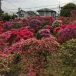 Hidden Temples Tour of Tokyo in Karasuyama - Who Will Love This Tour?
