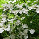 Hiking Adventure to Mt. Kawanori, into Tokyos Wilderness - Is This Tour Right for You?