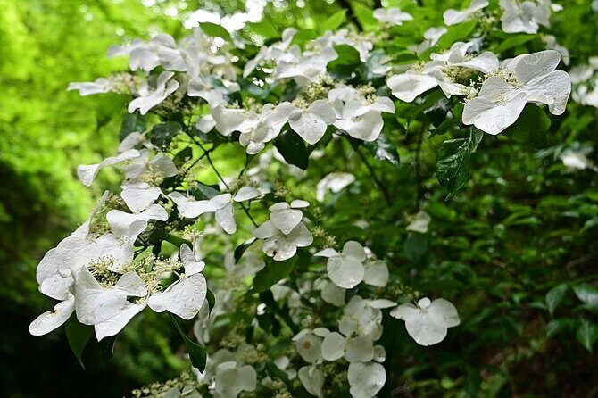 Hiking Adventure to Mt. Kawanori, into Tokyos Wilderness - Is This Tour Right for You?