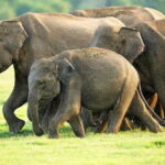 Hikkaduwa/ Galle/ Mirissa : With Udawalawe safari - Day trip - Analyzing the Cost and Value