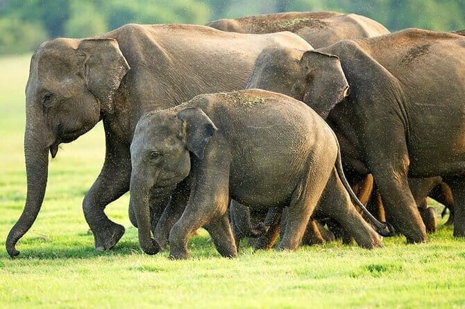 Hikkaduwa/ Galle/ Mirissa : With Udawalawe safari - Day trip - Analyzing the Cost and Value