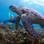 Hikkaduwa Snorkeling Tour: 2 Hours of Underwater Adventure - The Importance of Guides and Safety