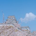Himeji Castle Cherry Blossom Tour - Final Thoughts