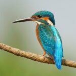 Hoi An Birding Cruise - The Experience in Detail: What to Expect from Your Birding Cruise