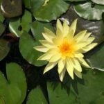 Hoi An countryside adventure by Jeep - A Deep Dive into the Hoi An Countryside Jeep Tour