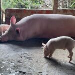 Hoi An Countryside Villages by Vespa or Motorbikes  PRIVATE TOUR - Why This Tour Works for Travelers