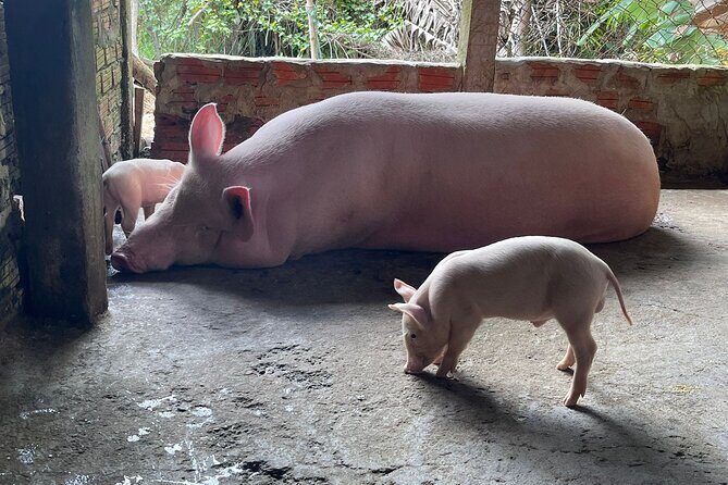 Hoi An Countryside Villages by Vespa or Motorbikes  PRIVATE TOUR - Why This Tour Works for Travelers