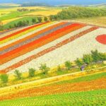 Hokkaido, Asahikawa Zoo Classic Day Tour With Optional Snomobile - Practical Details and Tips