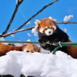 Hokkaido Asahiyama Zoo, Icebreaker GARINKO GO Sunset Tour - What Makes This Tour Stand Out?