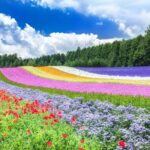 Hokkaido Biei Blue Pond Furano Flower Farm Ningle Terrace Trip - Final Thoughts