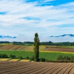 Hokkaido Day Tour Farm Tomita, Blue Pond, Blue Pond and Buffet - Who Would Enjoy This Tour?