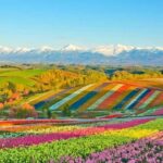 Hokkaido Flowers and Blue Pond Tour - An In-Depth Look at the Hokkaido Flowers and Blue Pond Tour