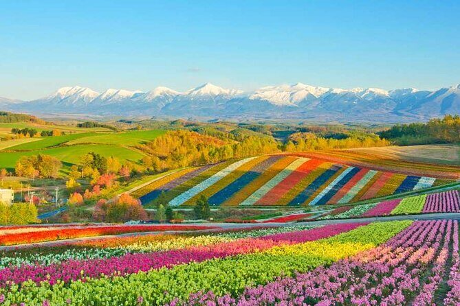 Hokkaido Flowers and Blue Pond Tour - An In-Depth Look at the Hokkaido Flowers and Blue Pond Tour