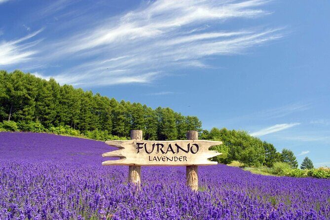 Hokkaido Scenic Day Tour: Zoo, Blue Pond, Iconic Trees & Terrace - Transportation, Timing, and Group Size